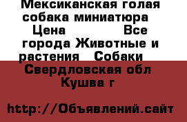Мексиканская голая собака миниатюра › Цена ­ 53 000 - Все города Животные и растения » Собаки   . Свердловская обл.,Кушва г.